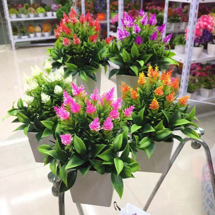 Tanaman Pot Plastik Bunga Bonsai Pinus Kerucut