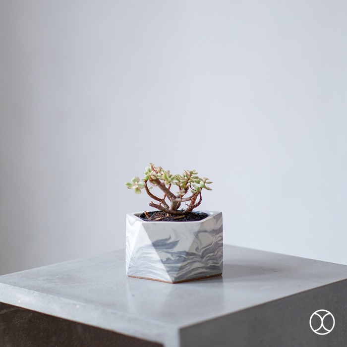 CONCREATE Pot Kaktus Harra 10 cm / Pot Tanaman / Dekorasi Meja