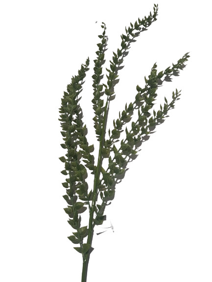 VIVERE Leaf Sea Shell Spray Green 88CM