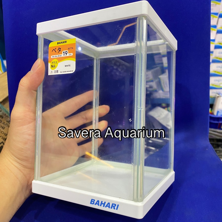 AQ BAHARI BETTA 19 / 13x13x19 CM / AQUARIUM CUPANG / VARIASI WARNA