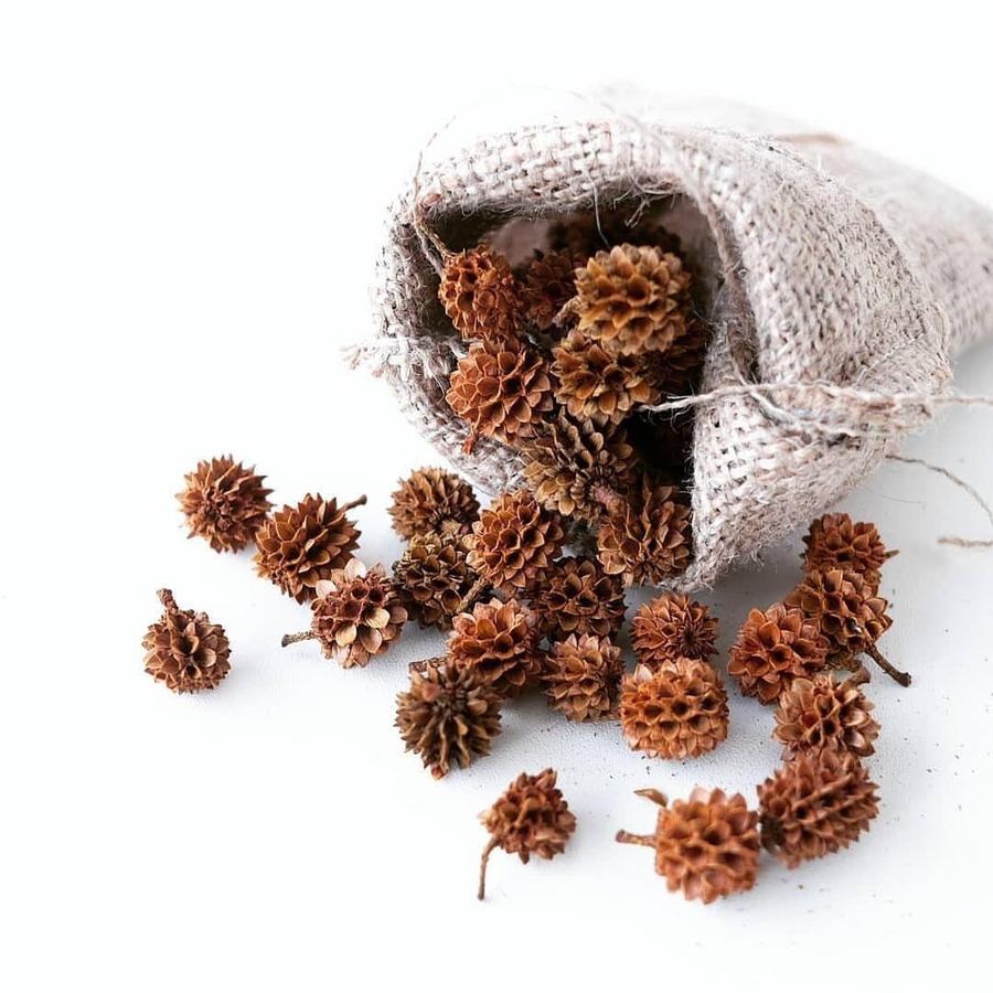 Properti Foto Bunga Cemara Dekayu | Bunga Kering Natural | Rustic