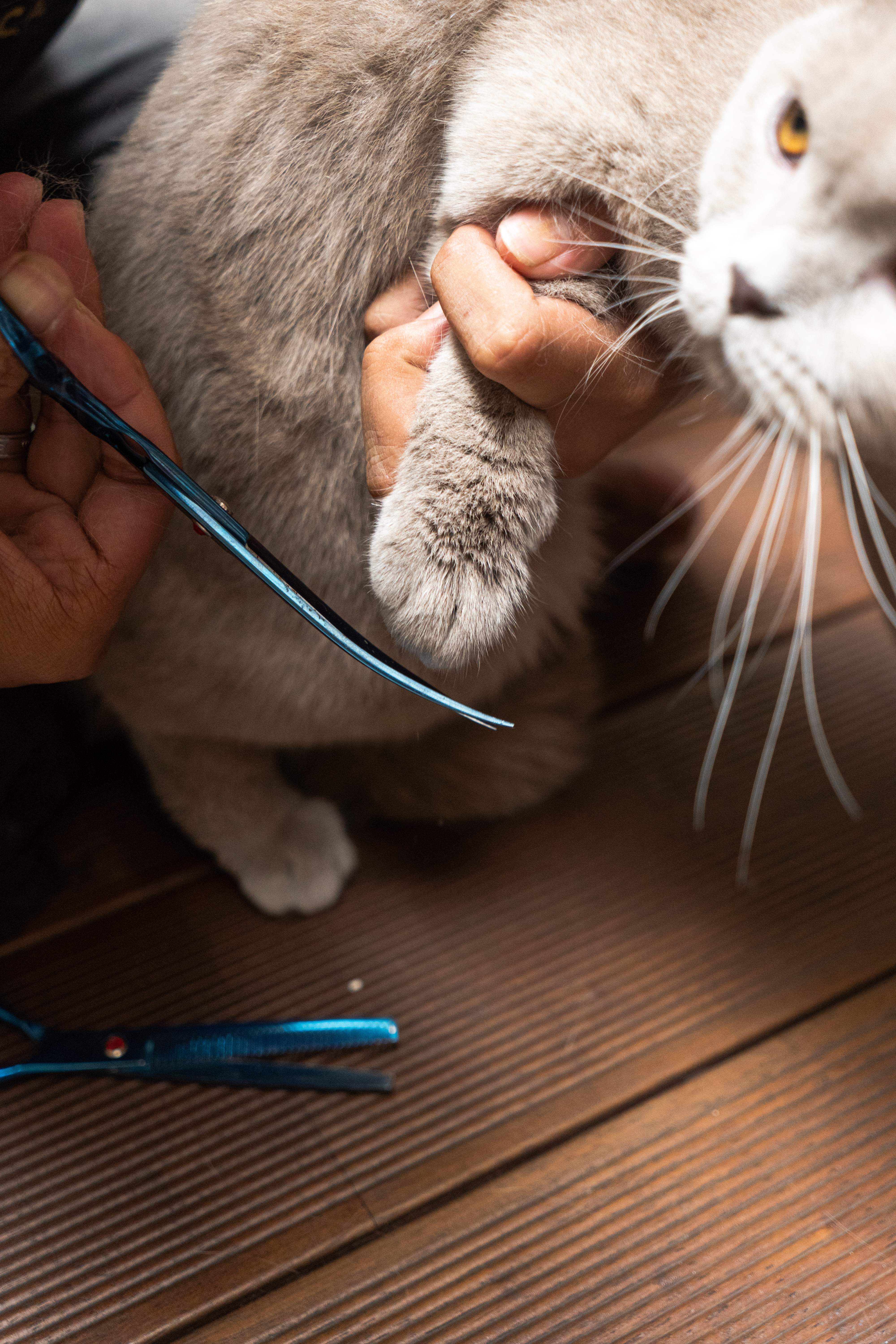 Voucher Houzcall Pet Grooming Full Treatment - Size L