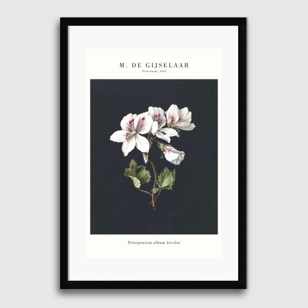 Lukisan Dinding -Gijselaar Pelargonium-Matte-Frame Hitam 40x60