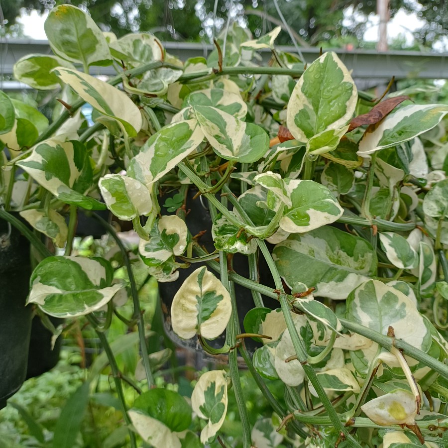 Pothos Sirih Gading Brazil Lemon Njoy 