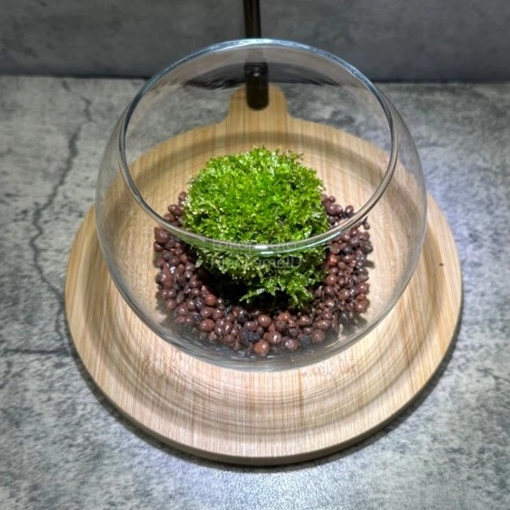Mossphere Bola Lumut Hidup Living Moss 