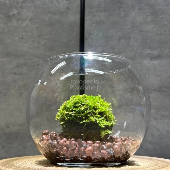 Mossphere Bola Lumut Hidup Living Moss 