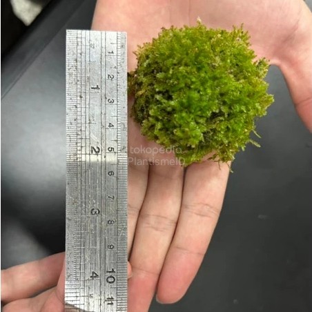 Mossphere Bola Lumut Hidup Living Moss 