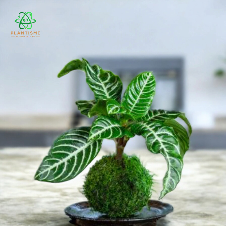 Mossball - Zebra Plant Aphelandra Squarrosa