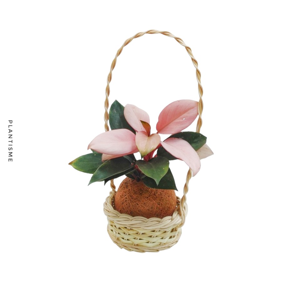 Botanify - Pink Congo Philodendron Hampers Gift Kado Kokedama