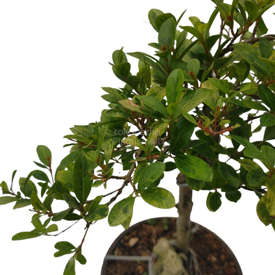 Varigated Syzygium Lilly Pilly Pohon Bonsai Jambu Varigata