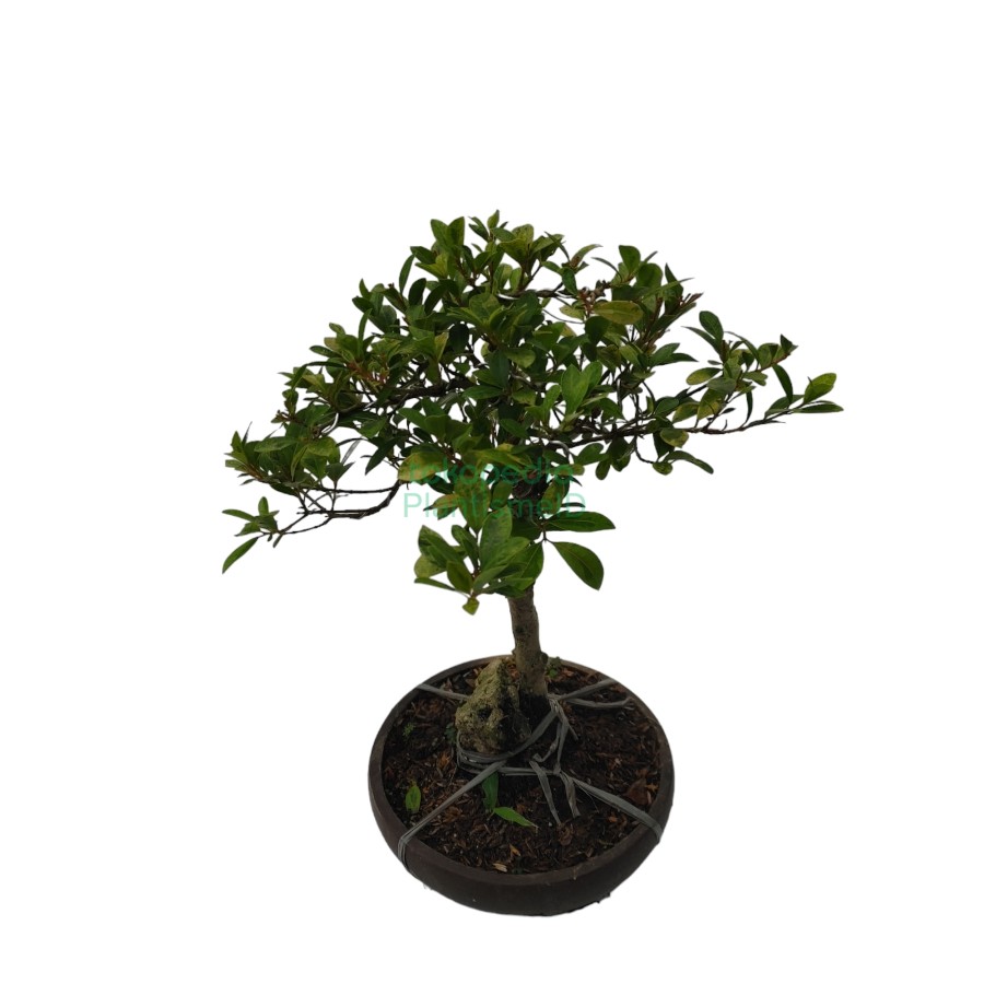 Varigated Syzygium Lilly Pilly Pohon Bonsai Jambu Varigata