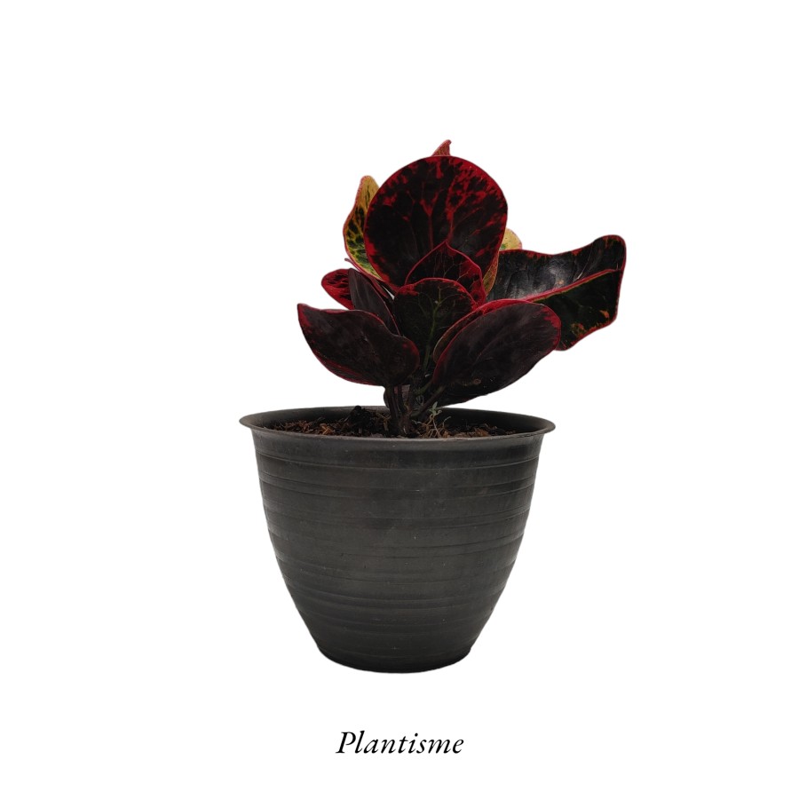 Tanaman Hias - Croton Red Apple | Puring Apel Merah