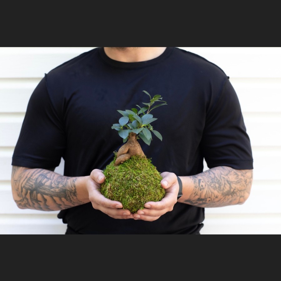 Mossball - Bonsai Gingseng Ficus