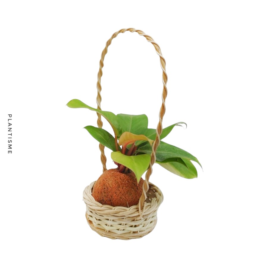 Botanify - Philodendron Lemon Hampers Gift Kado Kokedama
