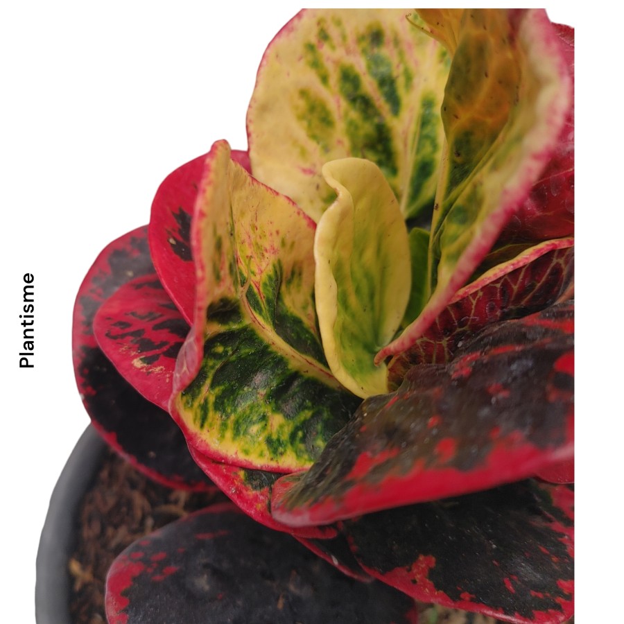 Tanaman Hias - Croton Red Apple | Puring Apel Merah