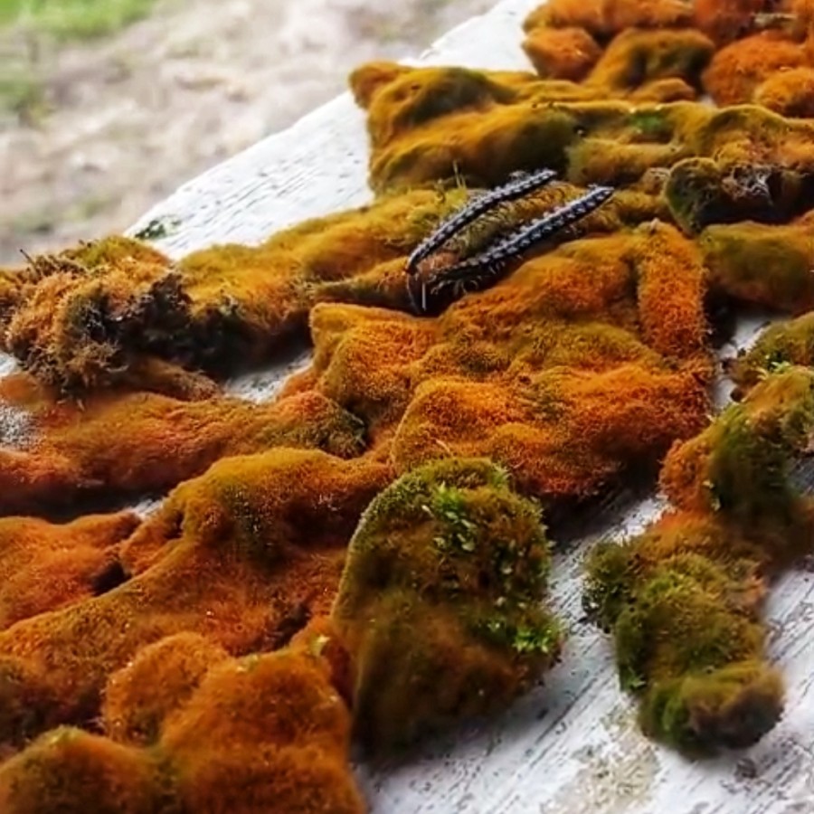 Living Moss Lumut Orange Trentepohlia Aurea Terrarium