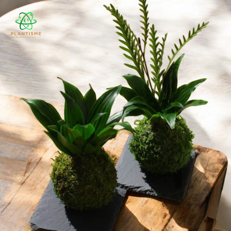 Mossball - Dracaena Janet Craig Compacta