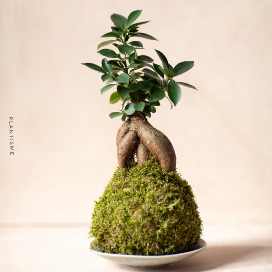 Mossball - Bonsai Gingseng Ficus