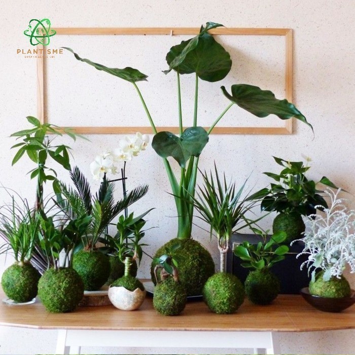Mossball - Zebra Plant Aphelandra Squarrosa