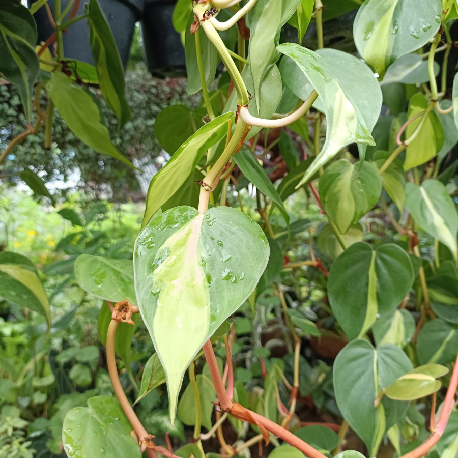 Pothos Sirih Gading Brazil Lemon Njoy 