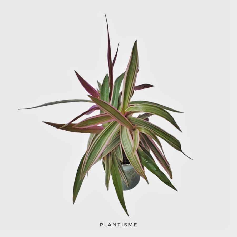 Sip'n'dip - Tradescantia Spathacea