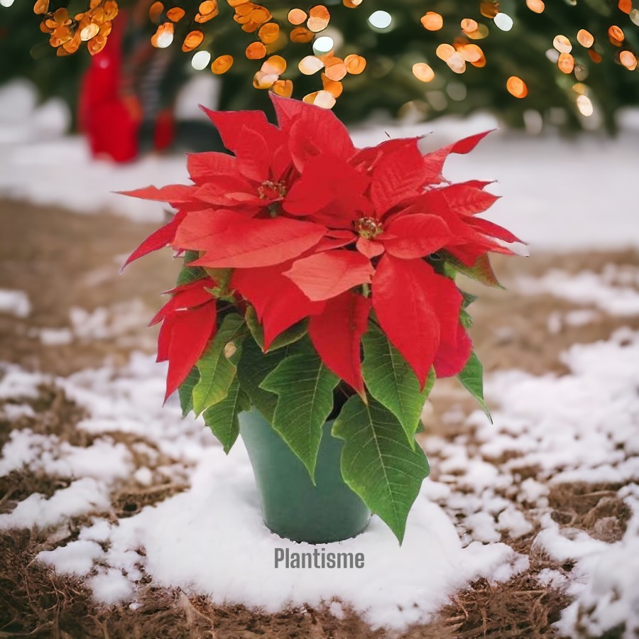 Red Poinsettia Kastuba Merah Tanaman Katsuba