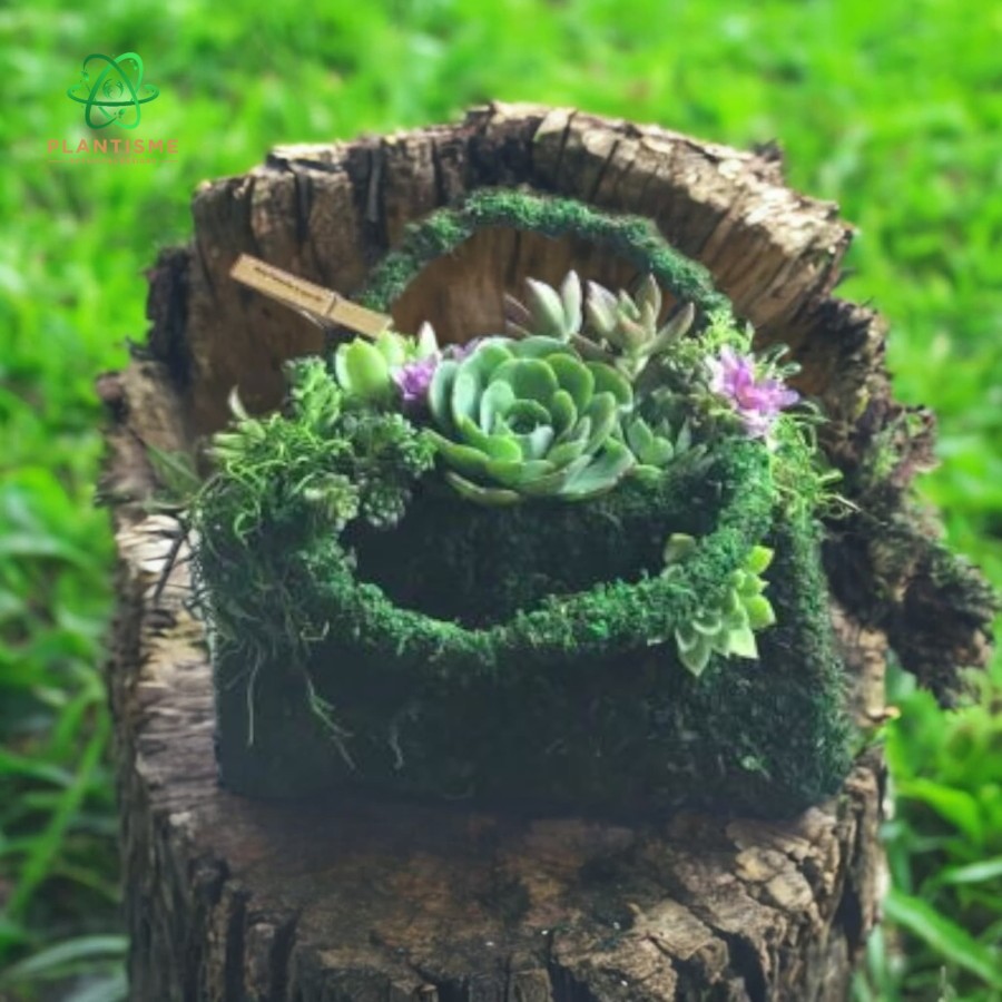 Clutch Succulent Bag In Moss Verdant Plantisme Collection