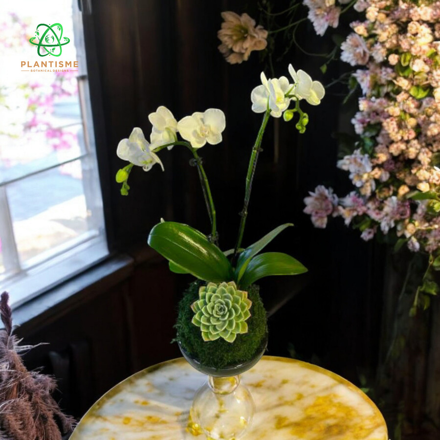 Mossball - Mini Orchid X Succulent