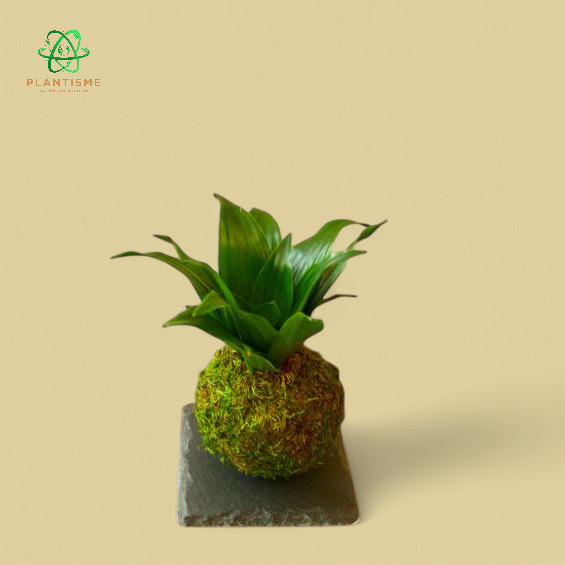 Mossball - Dracaena Janet Craig Compacta