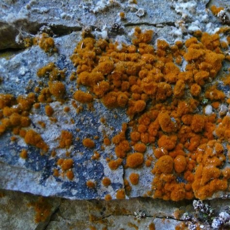 Living Moss Lumut Orange Trentepohlia Aurea Terrarium
