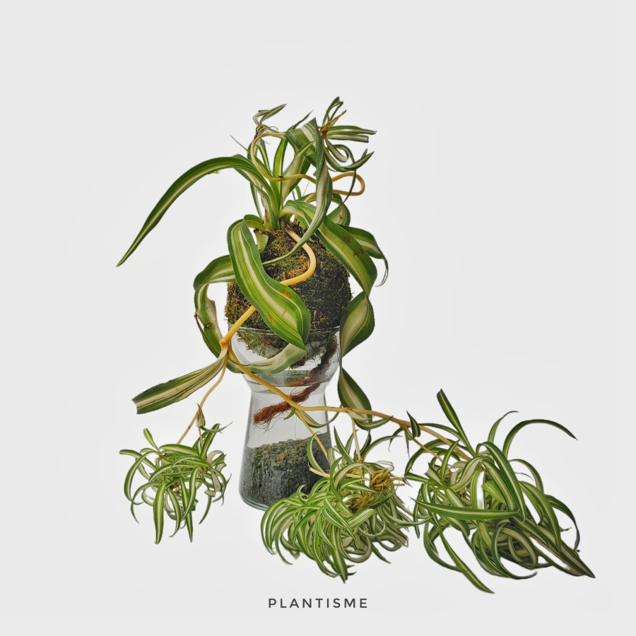 Sip'n'dip - Curly Spider Plant Chlorophytum Comosum Bonnie