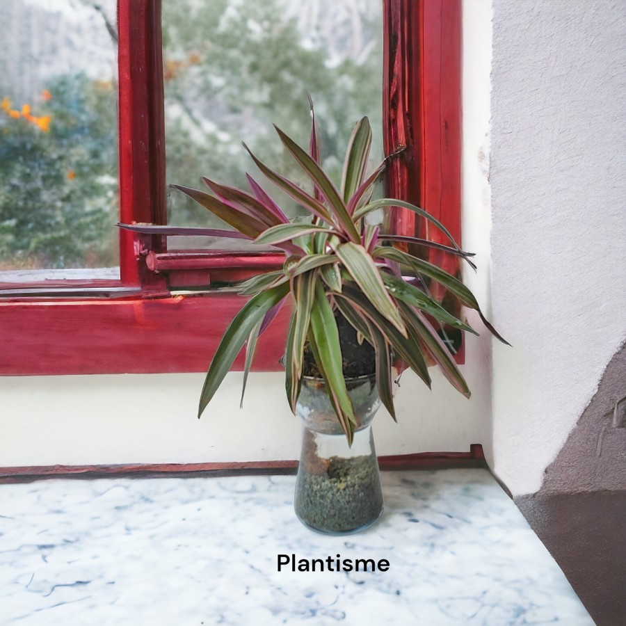 Sip'n'dip - Tradescantia Spathacea