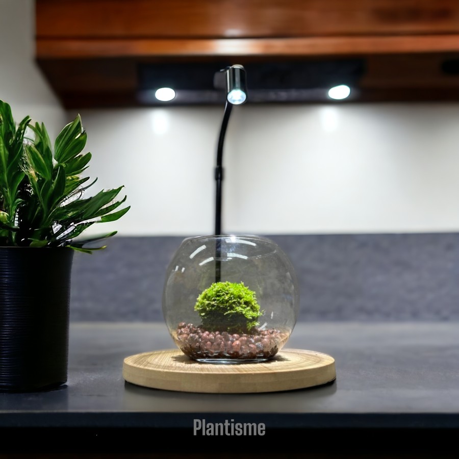 Mossphere Bola Lumut Hidup Living Moss 