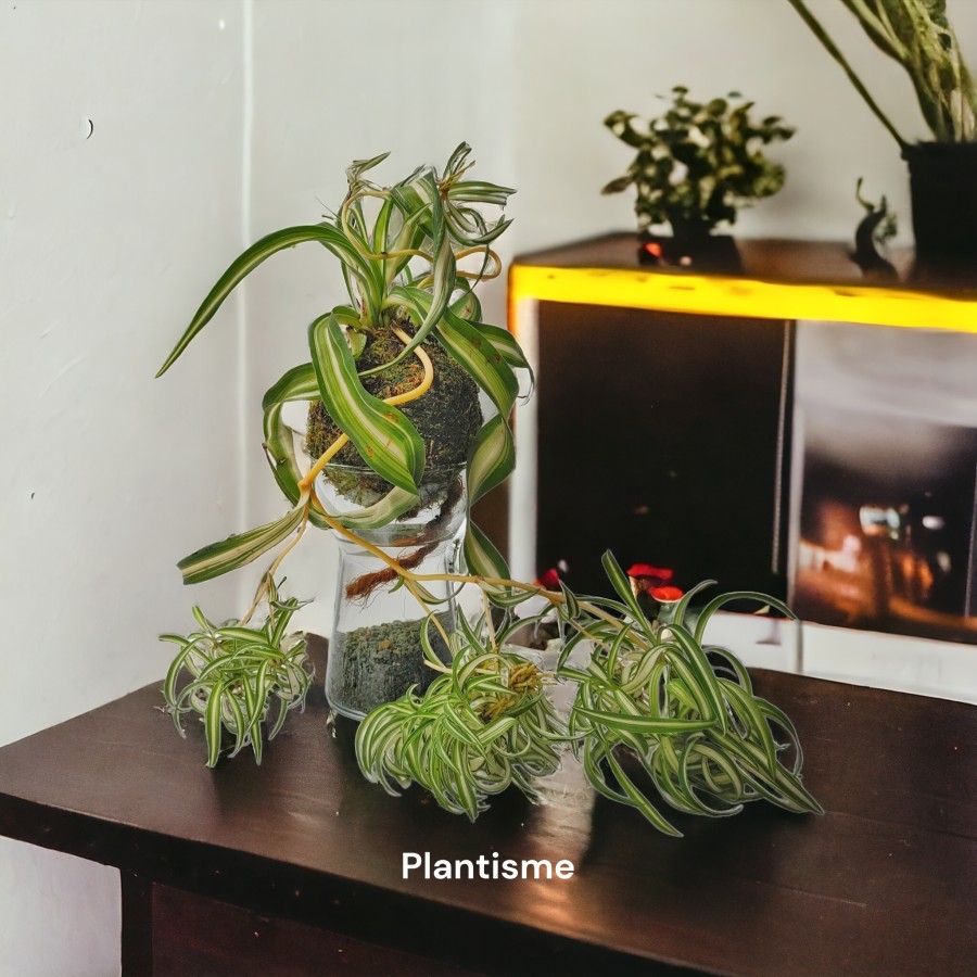 Sip'n'dip - Curly Spider Plant Chlorophytum Comosum Bonnie