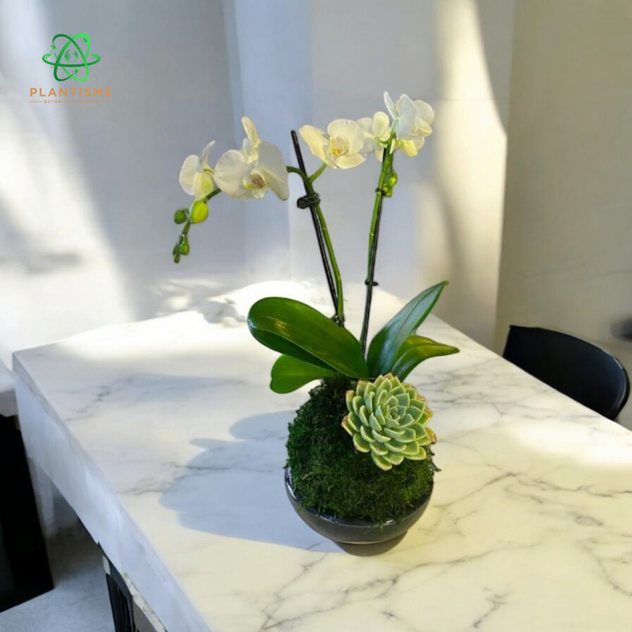 Mossball - Mini Orchid X Succulent