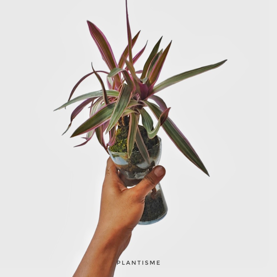 Sip'n'dip - Tradescantia Spathacea