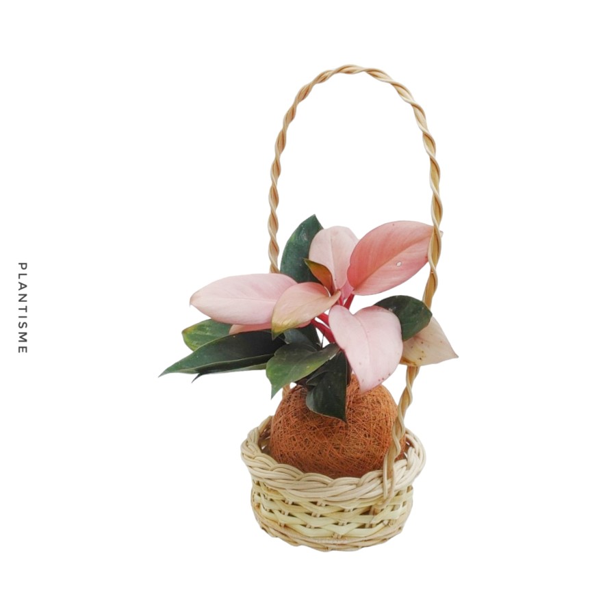 Botanify - Pink Congo Philodendron Hampers Gift Kado Kokedama