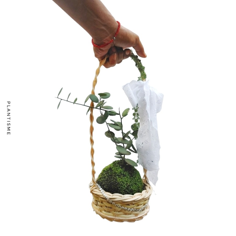 Botanify - Lucky Coin Silver Danguyi Hampers Gift Kado Kokedama