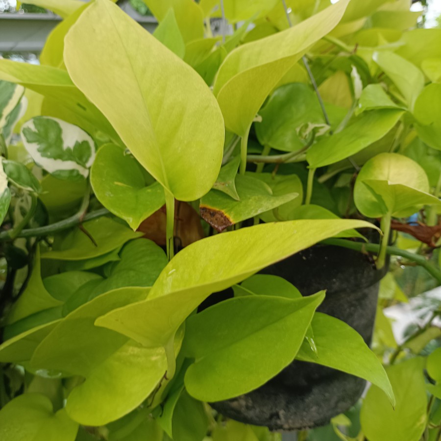 Pothos Sirih Gading Brazil Lemon Njoy 