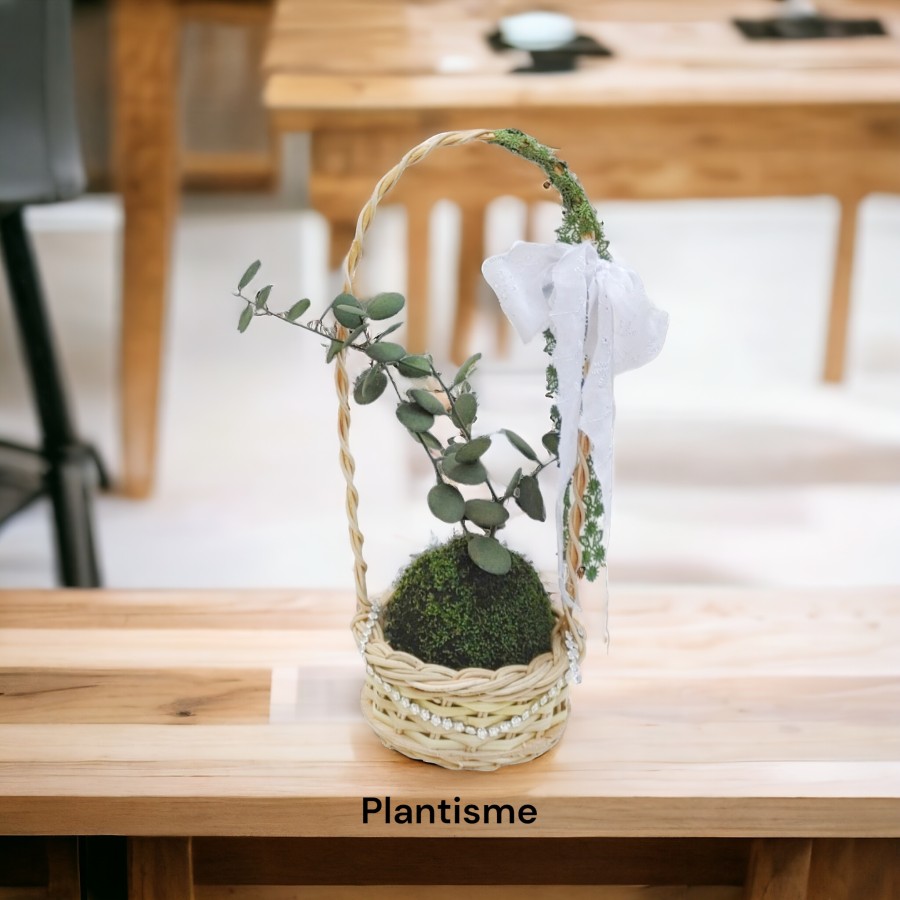 Botanify - Lucky Coin Silver Danguyi Hampers Gift Kado Kokedama