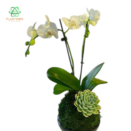 Mossball - Mini Orchid X Succulent