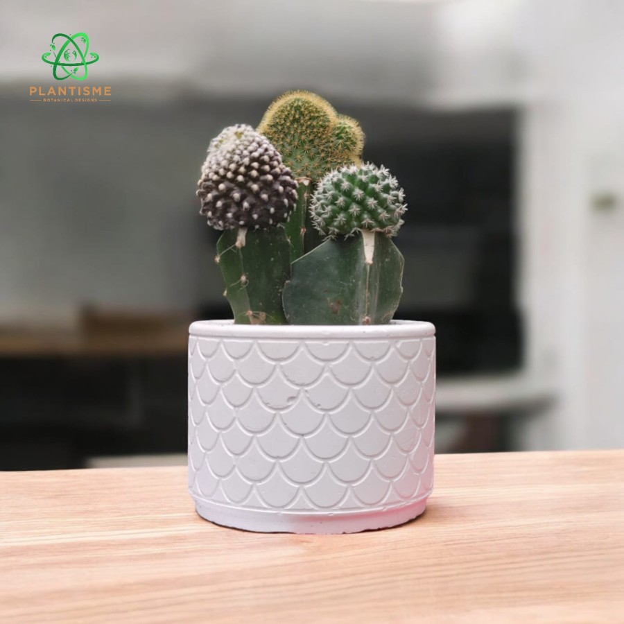 Plantisme Mini Cute Friends Character Pots Cactus Set Dekorasi Meja