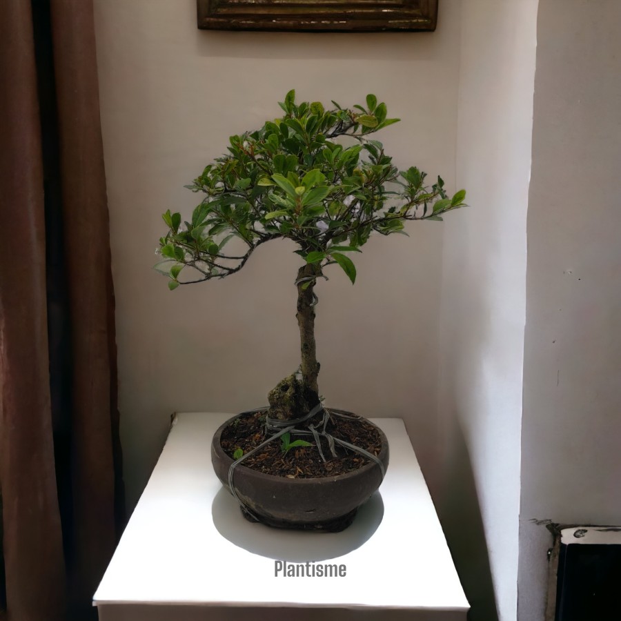 Varigated Syzygium Lilly Pilly Pohon Bonsai Jambu Varigata