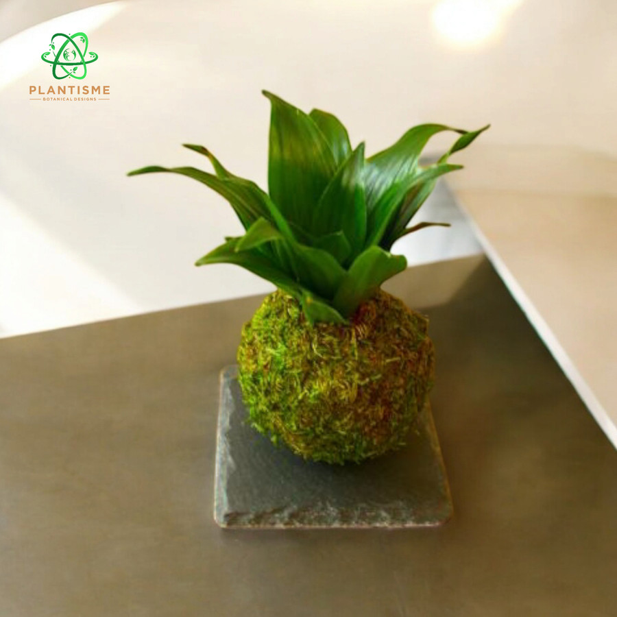 Mossball - Dracaena Janet Craig Compacta