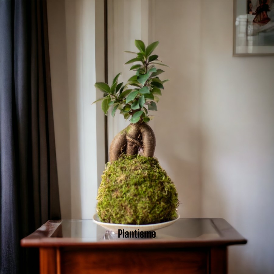 Mossball - Bonsai Gingseng Ficus