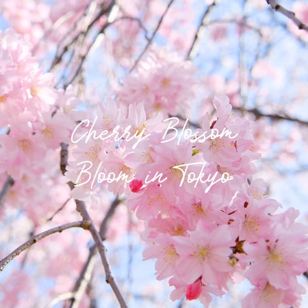 Sniff Sniff - Reed Diffuser 100ml - Pengharum Kamar/Ruangan - Cherry Blossom Bloom In Tokyo