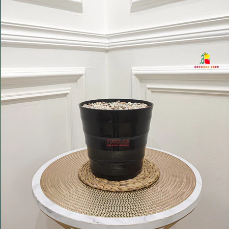 Pot King MADO 22 Media Busa Batu Pancawarna Hiasan Tanaman Bunga Plastik RB6167