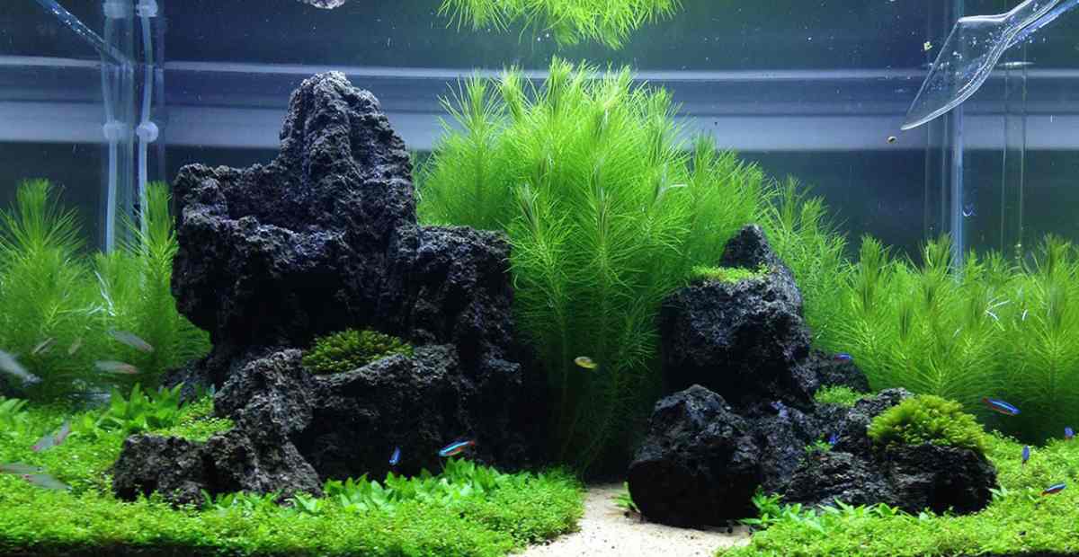 Kartini Aquascape
